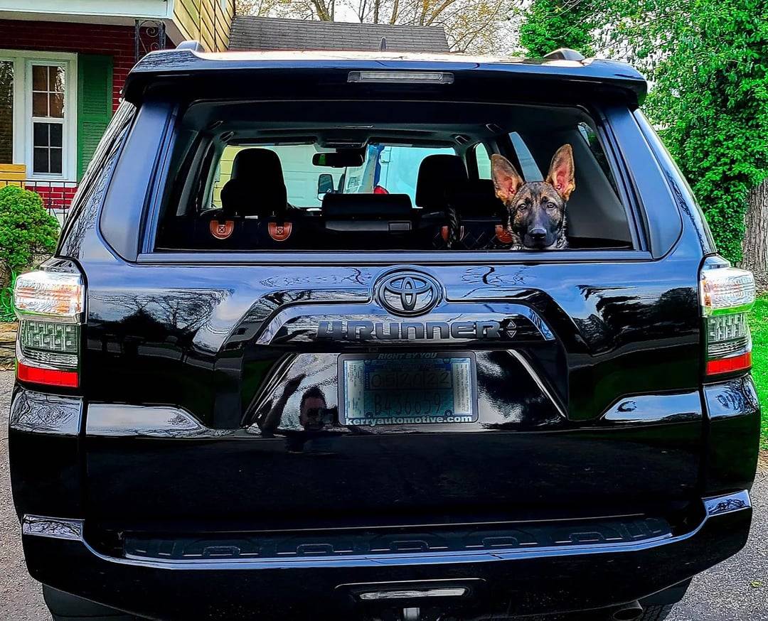 dogs-have-that-rear-window-breeze-v0-al24xs90ivu81.jpg